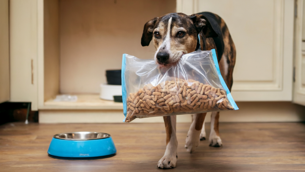 Types of dog food Dog walking with bag of food in mouth