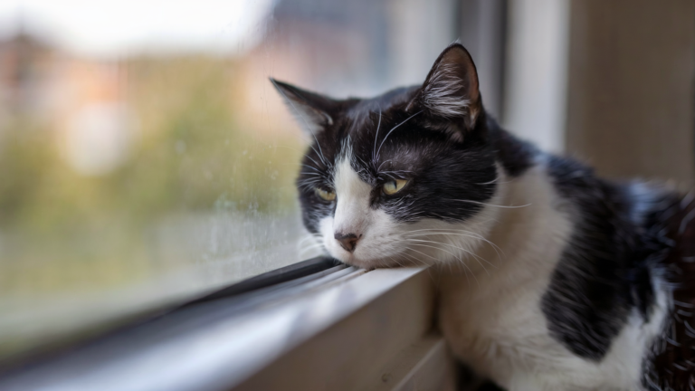 Cat looking sadly out of window