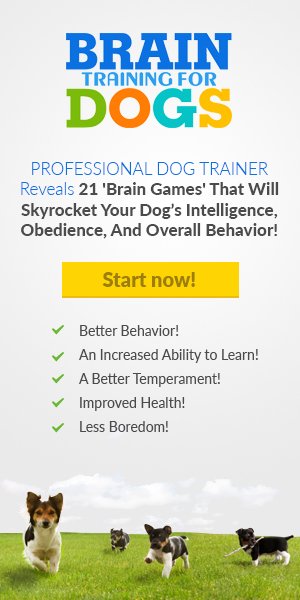 Brain training for dogs banner