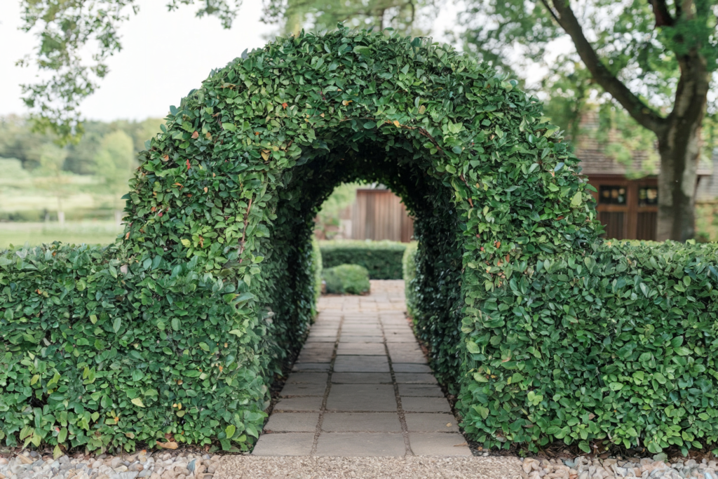 Hedge tunnel walkway