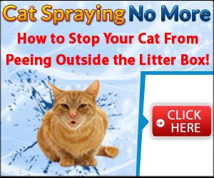 Stop cat spraying