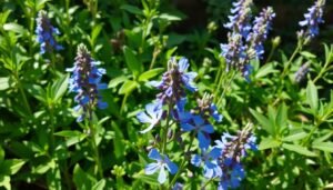 Read more about the article Medicinal garden: Chicory – The Painkilling Plant