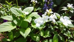 Read more about the article Medicinal Garden: Marshmallow – The Most Powerful Plant for a Healthy Digestive System