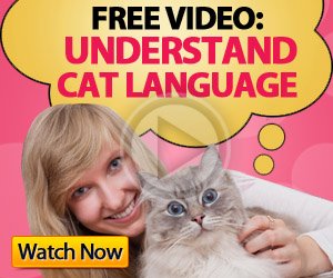 Understand cat language