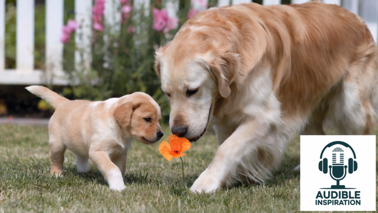 Golden retriever and puppy