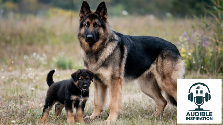 German shepards